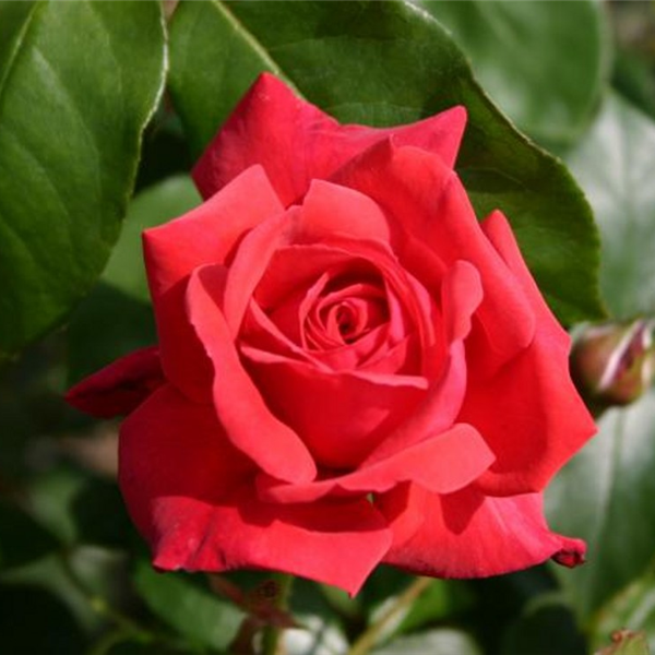 DANSE DE FEU (climber) | Garden Roses | Pococks Roses | The Cornish